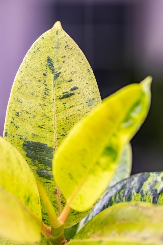 Ficus El Shivereana-2.jpg