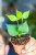 Hoya Polyneura ø8 cm - w-3 cm-3.jpg