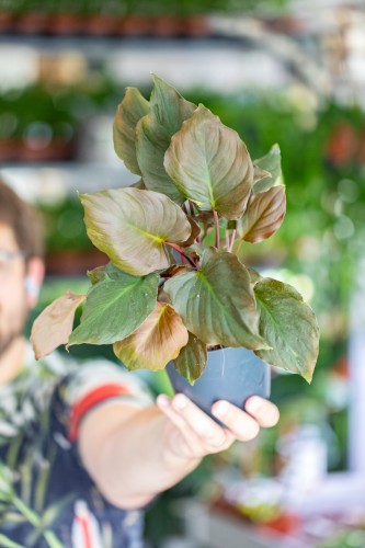 Homalomena Flaming Red ø14 cm - w-30 cm-1.jpg
