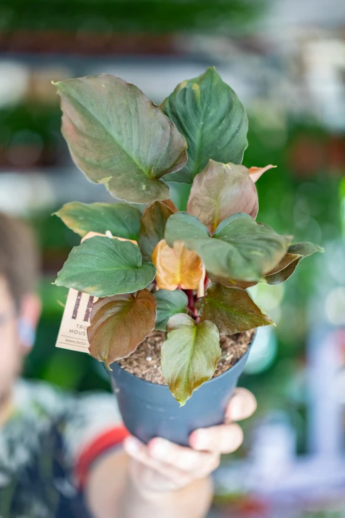 Homalomena Flaming Red ø14 cm - w-30 cm-4.jpg
