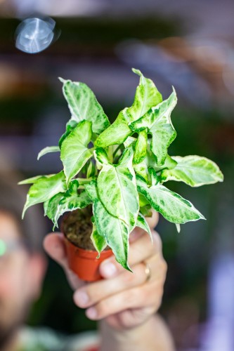 Syngonium Starlite ø6 cm - w-8 cm-1.jpg