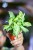 Syngonium Starlite ø6 cm - w-8 cm-1.jpg