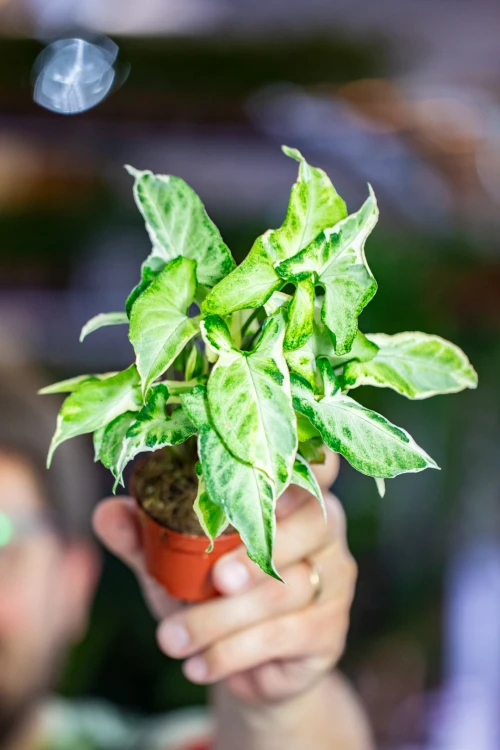 Syngonium Starlite ø6 cm - w-8 cm-1.jpg
