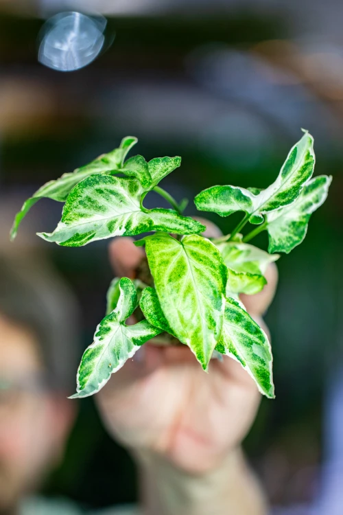 Syngonium Starlite ø6 cm - w-8 cm-4.jpg