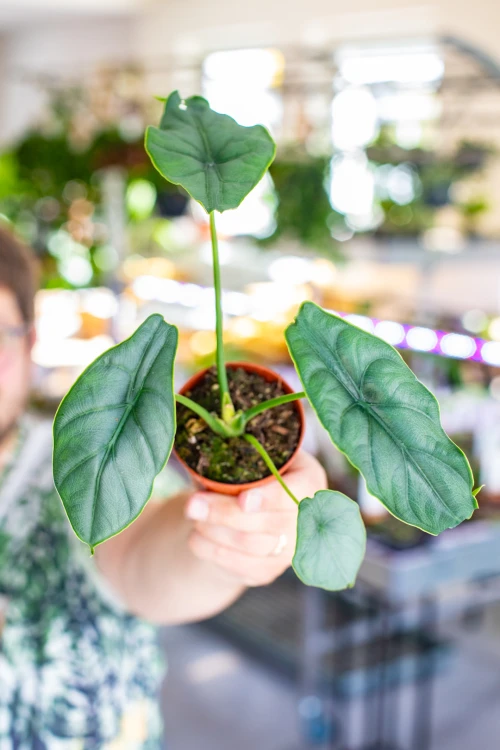 Alocasia Puncak Borneensis ø8 cm - w-12 cm-1.jpg