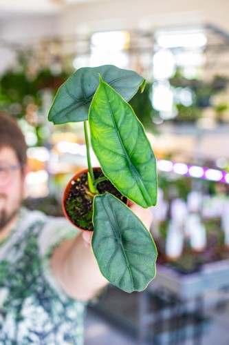 Alocasia Puncak Borneensis ø8 cm - w-12 cm-2.jpg