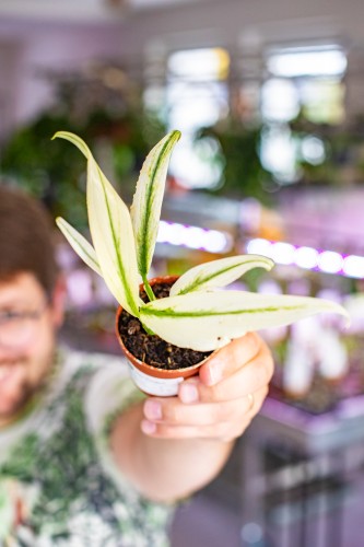 Epipremnum Amplissimum Silver Variegata ø7 cm  - w-10 cm-1.jpg