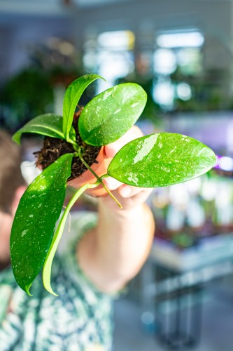 Hoya Lai Chau ø8 cm - w-3 cm 2-1.jpg