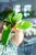 Hoya Lai Chau ø8 cm - w-3 cm 2-1.jpg