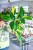 Alpinia zerumbet Variegata ø14 cm - w-40 cm - NA ZAMÓWIENIE-1.jpg