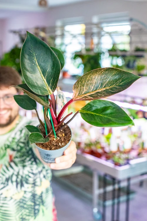 Philodendron Pink Bikini ø12 cm - w-30 cm -1.jpg