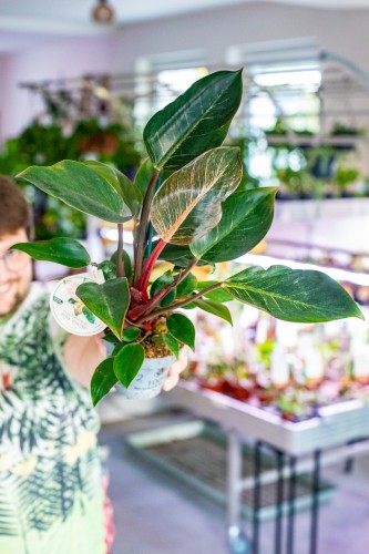 Philodendron Pink Bikini ø12 cm - w-30 cm -2.jpg