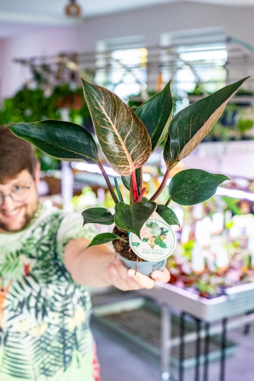 Philodendron Pink Bikini ø12 cm - w-30 cm -3.jpg