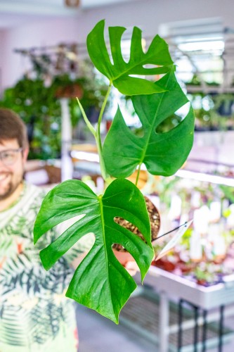 Monstera Sierrana ø17 cm - w- 40 cm-2.jpg