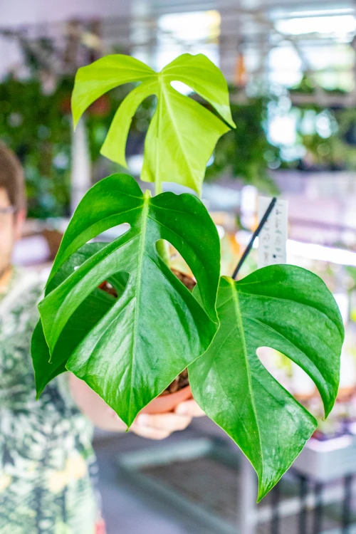Monstera Sierrana ø17 cm - w- 40 cm-3.jpg