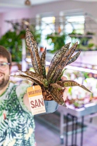 Sansevieria Kirkii Coppertone ø12 cm - w-30 cm -1.jpg