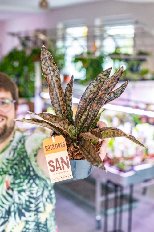 Sansevieria Kirkii Coppertone ø12 cm - w-30 cm -1.jpg