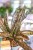 Sansevieria Kirkii Coppertone ø12 cm - w-30 cm -2.jpg
