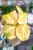 Kaempferia Pulchra Variegata ø9 cm - w-20 cm-1.jpg