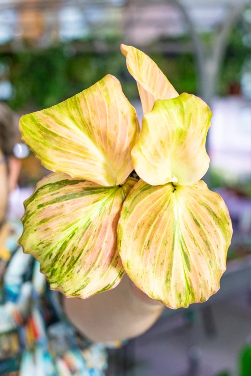 Kaempferia Pulchra Variegata ø9 cm - w-20 cm-1.jpg