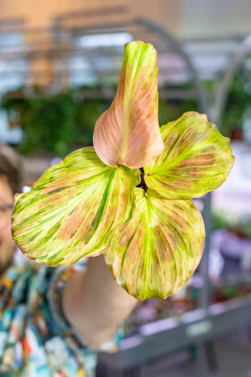 Kaempferia Pulchra Variegata ø9 cm - w-20 cm-5.jpg