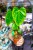 Philodendron Billietiae x Pastazanum Billinum ø9 cm - w-20 cm-1.jpg
