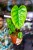 Philodendron Billietiae x Pastazanum Billinum ø9 cm - w-20 cm-2.jpg