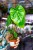 Philodendron Billietiae x Pastazanum Billinum ø9 cm - w-20 cm-6.jpg
