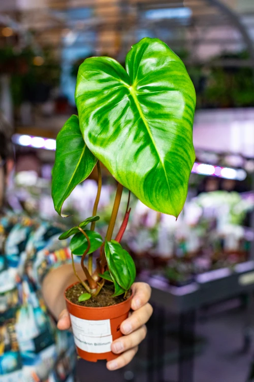Philodendron Billietiae x Pastazanum Billinum ø9 cm - w-20 cm-6.jpg