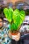 Philodendron Billietiae x Pastazanum Billinum ø9 cm - w-20 cm-7.jpg