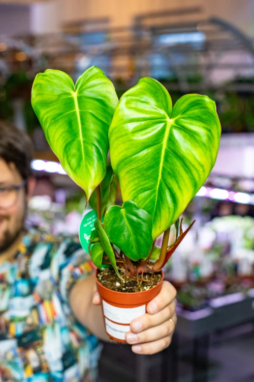 Philodendron Billietiae x Pastazanum Billinum ø9 cm - w-20 cm-7.jpg