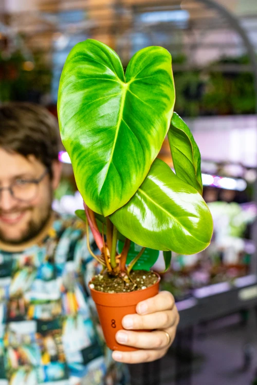 Philodendron Billietiae x Pastazanum Billinum ø9 cm - w-20 cm-8.jpg