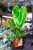 Philodendron Billietiae x Pastazanum Billinum ø9 cm - w-20 cm-9.jpg