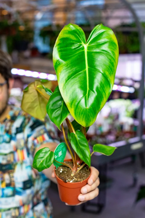 Philodendron Billietiae x Pastazanum Billinum ø9 cm - w-20 cm-9.jpg