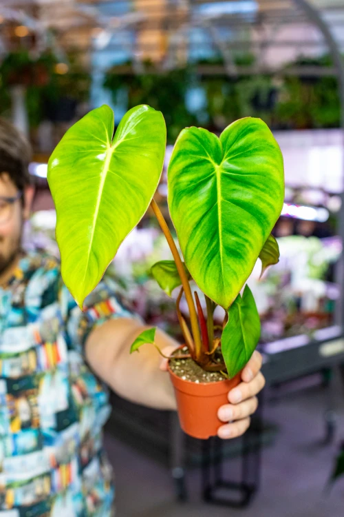 Philodendron Billietiae x Pastazanum Billinum ø9 cm - w-20 cm-10.jpg