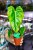 Philodendron Billietiae x Pastazanum Billinum ø9 cm - w-20 cm-11.jpg