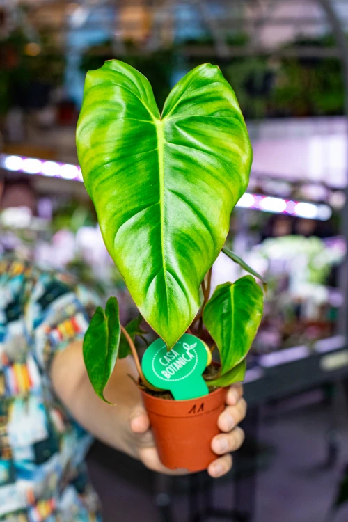 Philodendron Billietiae x Pastazanum Billinum ø9 cm - w-20 cm-11.jpg