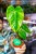 Philodendron Billietiae x Pastazanum Billinum ø9 cm - w-20 cm-13.jpg