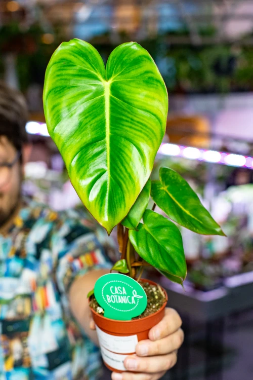 Philodendron Billietiae x Pastazanum Billinum ø9 cm - w-20 cm-13.jpg