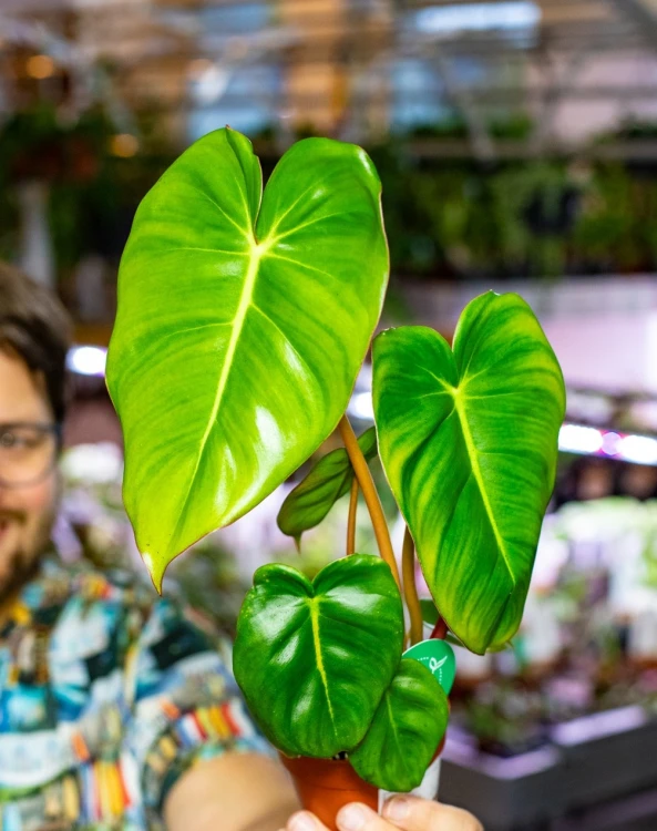 Philodendron Billietiae x Pastazanum Billinum ø9 cm - w-20 cm-3.jpg