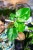 Monstera Bulbasaur ø12 cm - w-45 cm-1.jpg