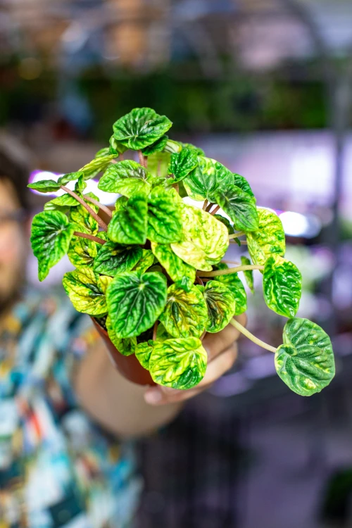 Peperomia Candora® Monet ø9 cm - w-15 cm-1.jpg