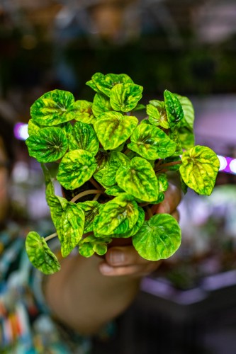 Peperomia Candora® Monet ø9 cm - w-15 cm-2.jpg