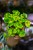 Peperomia Candora® Monet ø9 cm - w-15 cm-2.jpg