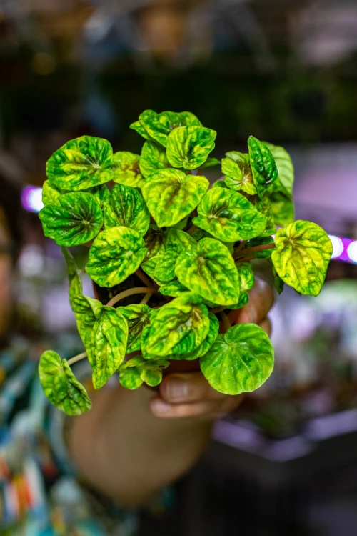Peperomia Candora® Monet ø9 cm - w-15 cm-2.jpg
