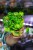 Peperomia Candora® Monet ø9 cm - w-15 cm-3.jpg