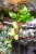 Monstera Laniata Mint ø12 cm - w-20 cm-2.jpg