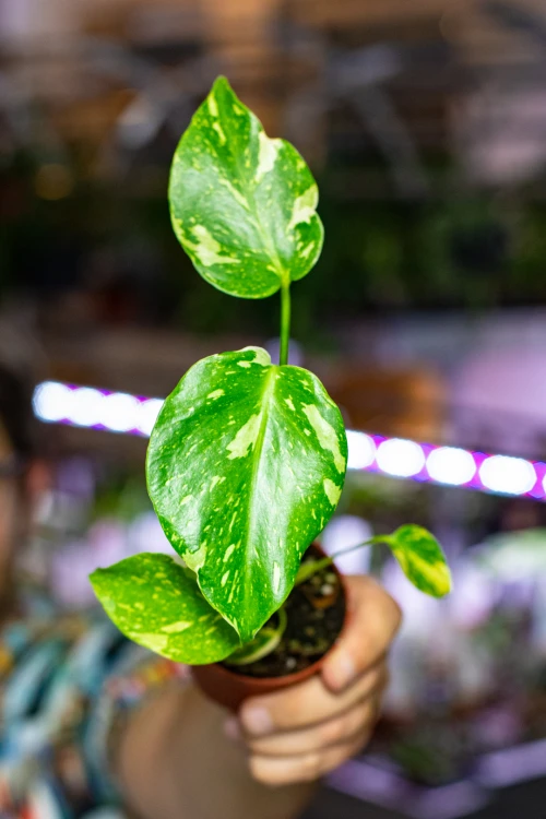 Monstera Electro Light ø7 cm - w-15 cm-1.jpg