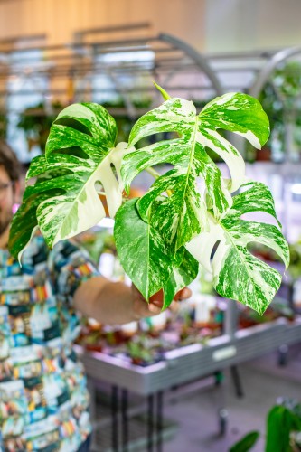Monstera Deliciosa Variegata-1.jpg