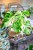 Monstera Deliciosa Variegata-1.jpg